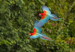 red and green macaw