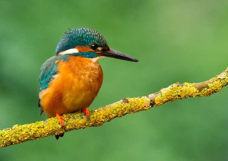 kingfisher