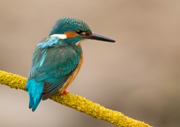 kingfisher