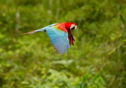 red and green macaw