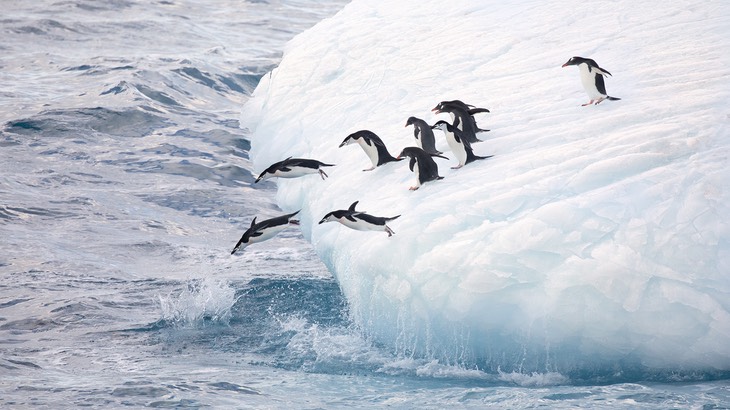 gentoo penguin