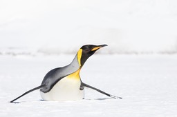 king penguin