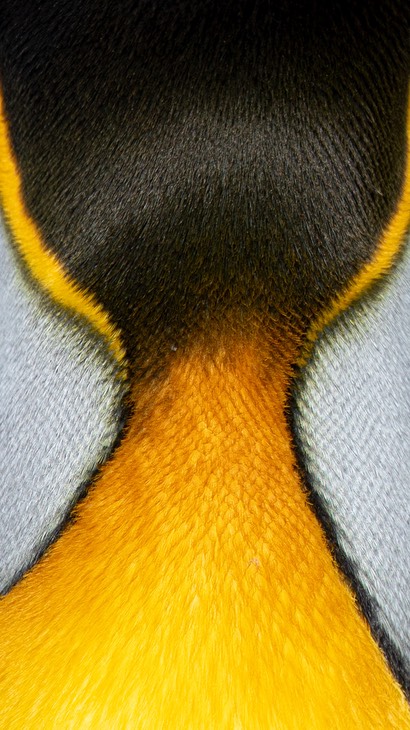 king penguin