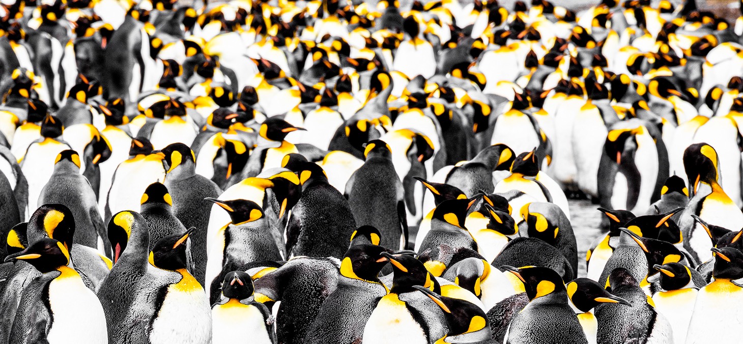 king penguin