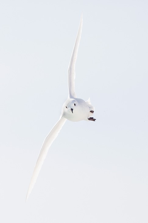 snow petrel