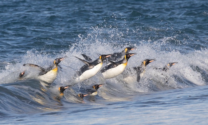 king penguin