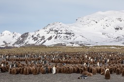 king penguin