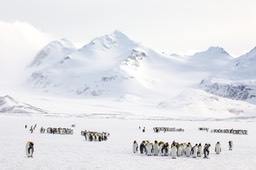 king penguin