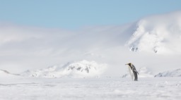 king penguin