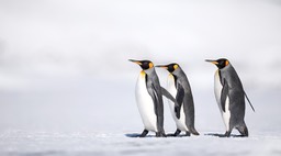 king penguin