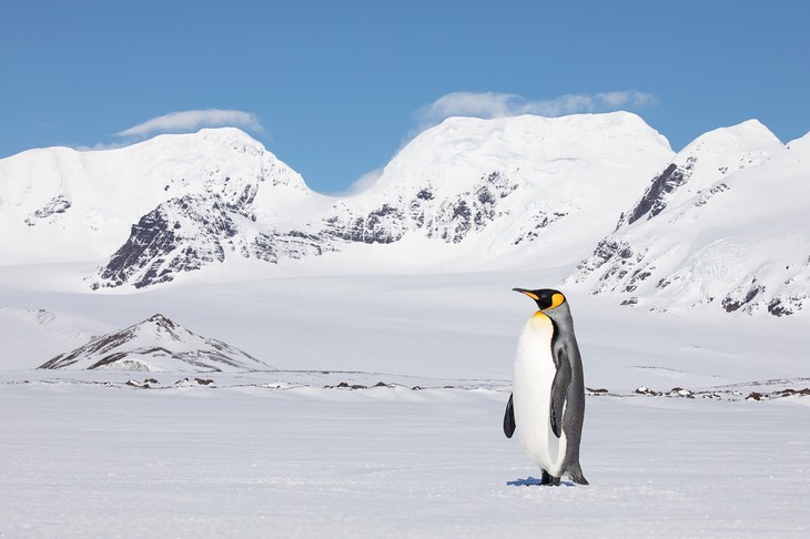 king penguin