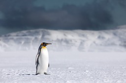 king penguin