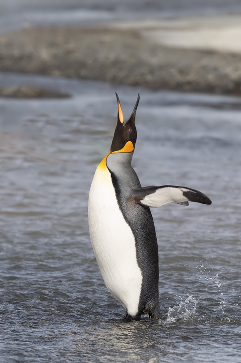 king penguin