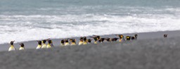 king penguin