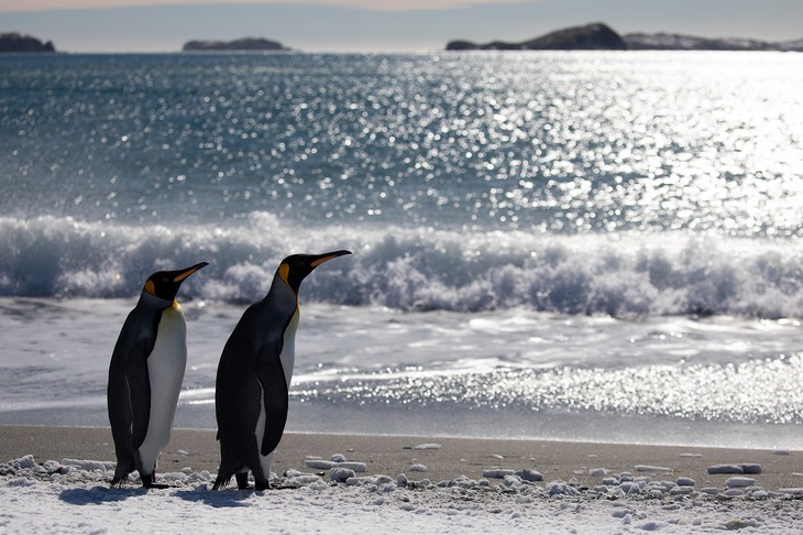 king penguin