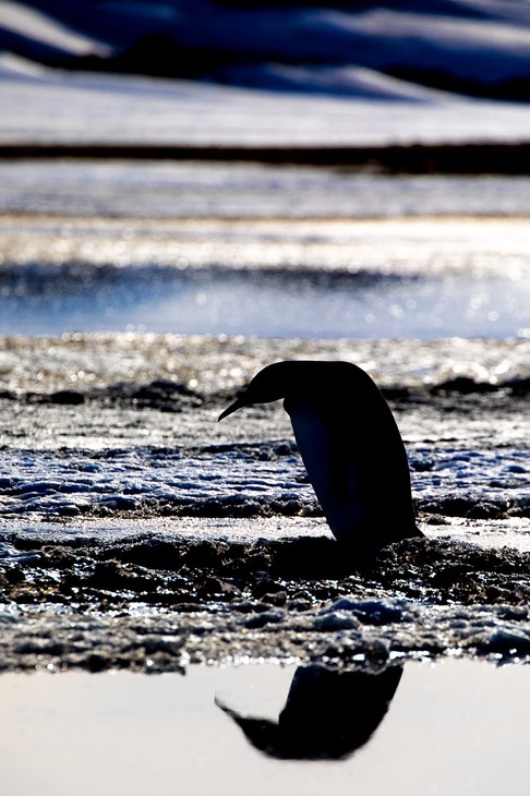 king penguin