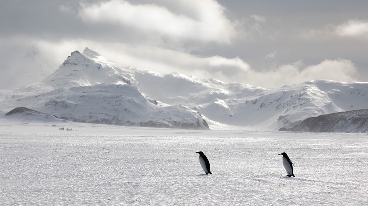 king penguin