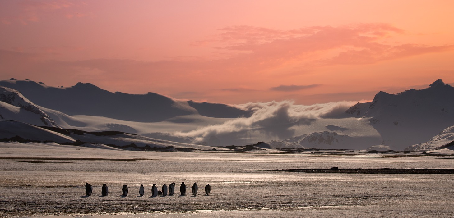 king penguin