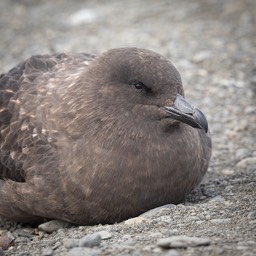 skua