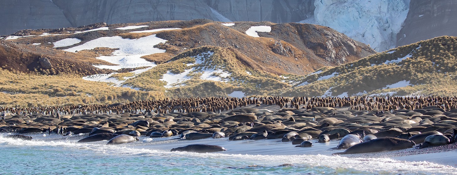 southern elephant seal