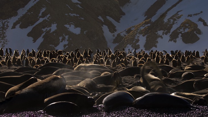 southern elephant seal