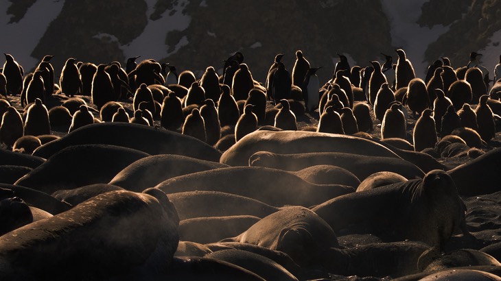 southern elephant seal