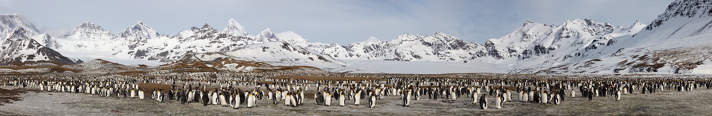 king penguin