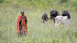 maasai