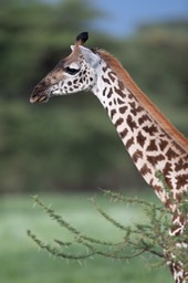 giraffe