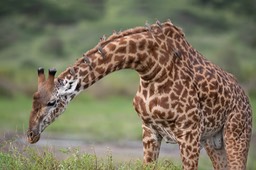 giraffe