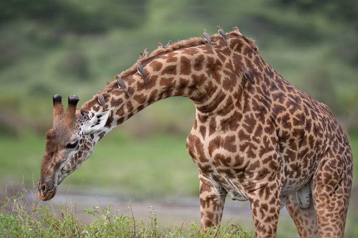 giraffe