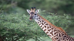 giraffe