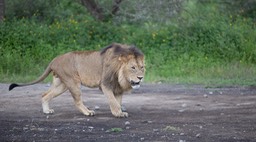 lion