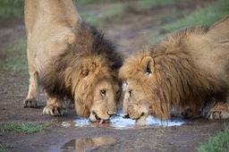 lion