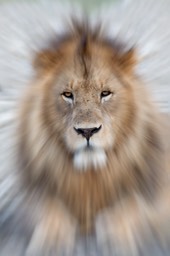 lion