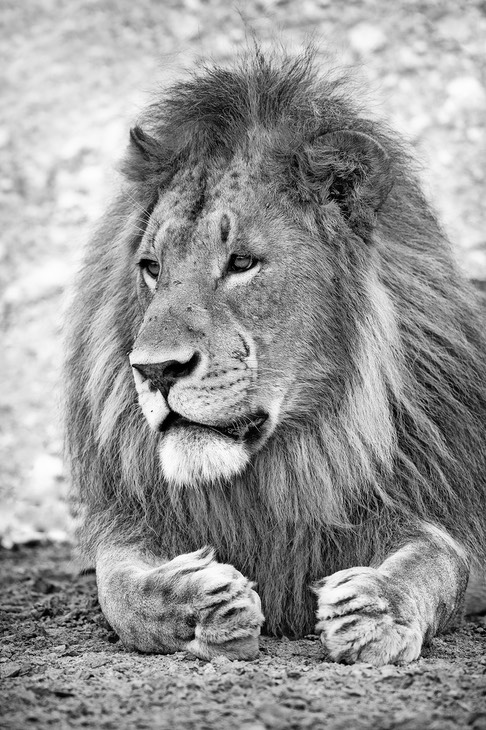 lion