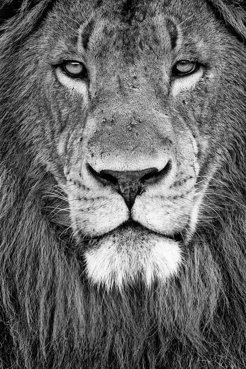 lion