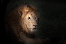 lion