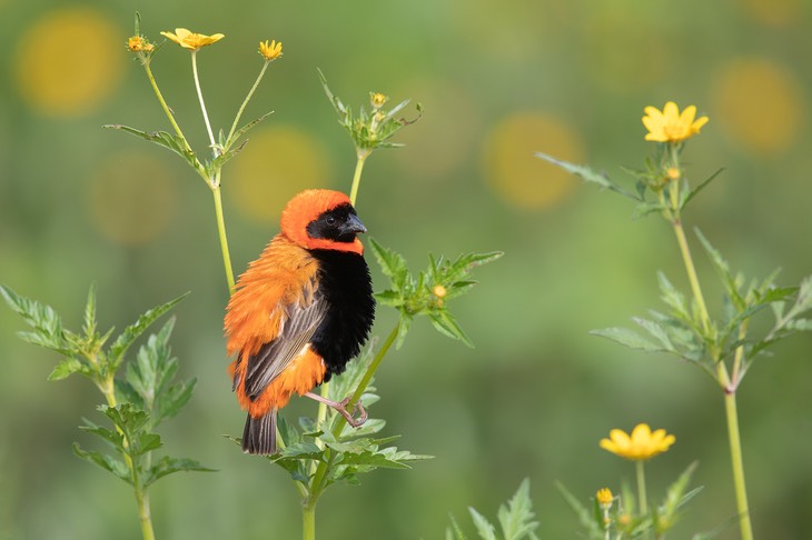 red bishop