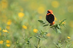 red bishop