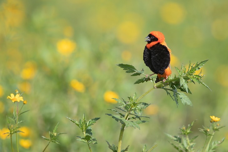 red bishop