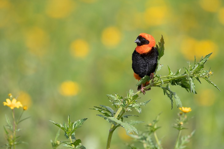 red bishop