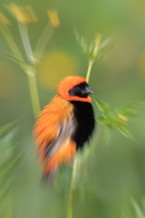 red bishop