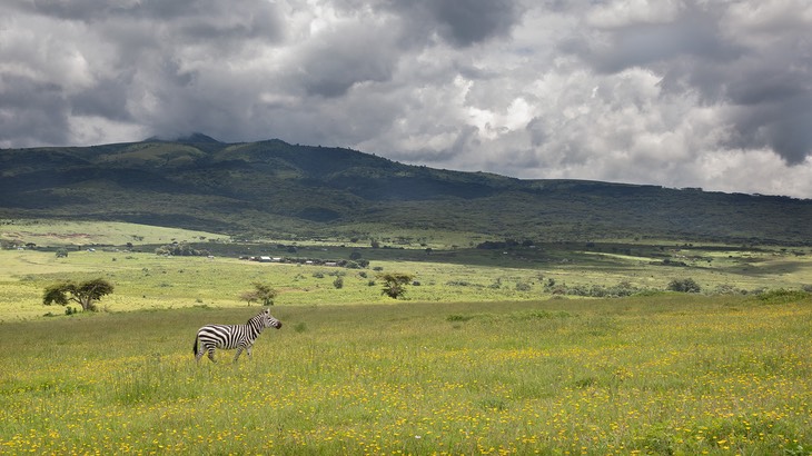 zebra