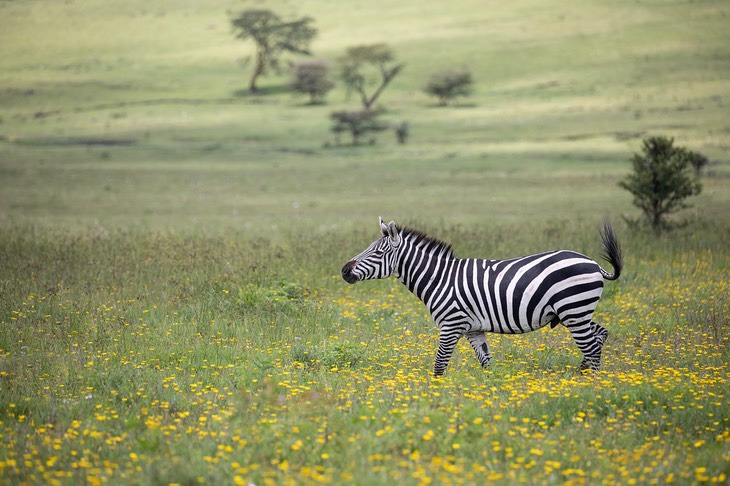 zebra