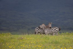 zebra