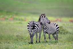 zebra