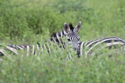 zebra