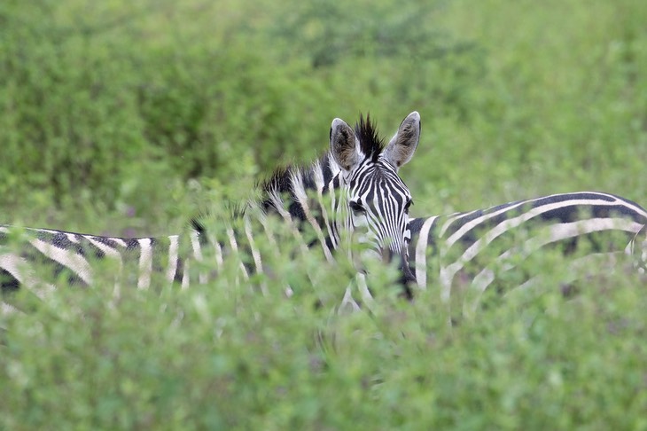 zebra