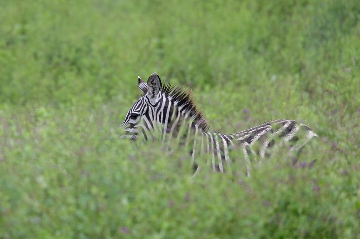 zebra